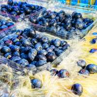 Fresh Blueberry  500gm